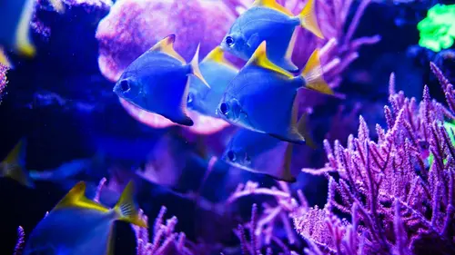 A l'écoute de la nature