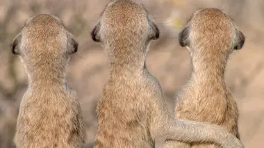 Les trésors de la communication animale