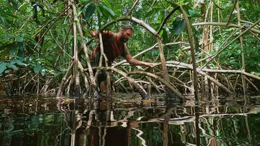 Labyrinthe de mangroves