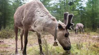 À la rencontre des Evenks