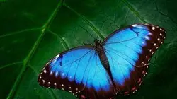 Visuel de A la conquête du ciel