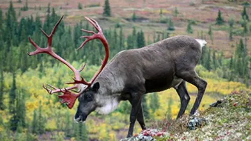A la découverte de l'Alaska