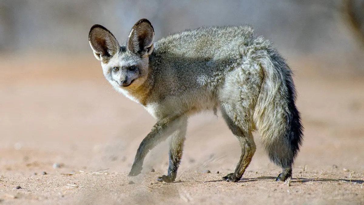 A la découverte de la Namibie