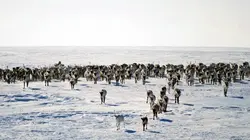 A la découverte de la Sibérie