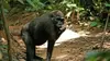 A la découverte des gorilles des forêts vierges (2010)