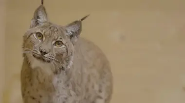 A la lisière, Lorane et le lynx boréal