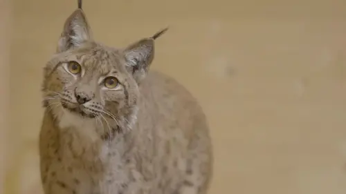 A la lisière, Lorane et le lynx boréal