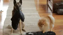 A la poursuite du diamant polaire