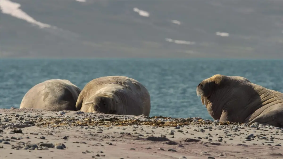 A la poursuite du morse (avec un photographe têtu !)