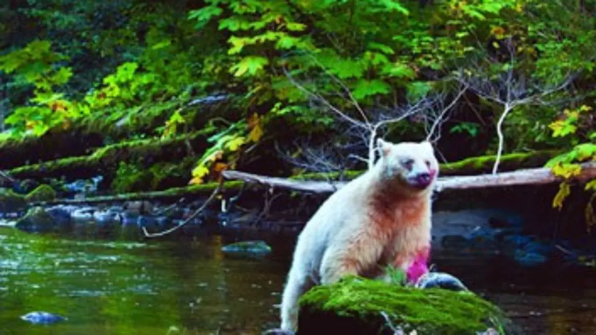 A la recherche de l'ours fantôme