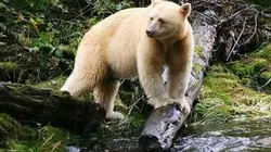 Visuel de A la recherche de l'ours fantôme