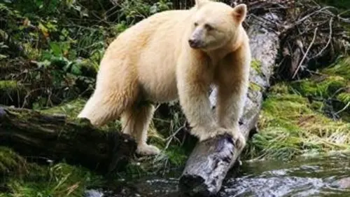 A la recherche de l'ours fantôme