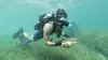 A la recherche des sous-marins perdus