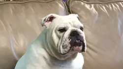 A la recherche du compagnon idéal Labrador / Beagle