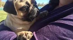 A la recherche du compagnon idéal Mastiff / Coton de Tulear