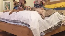 A la recherche du compagnon idéal Labrador / Beagle