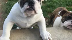 A la recherche du compagnon idéal Labrador / Beagle