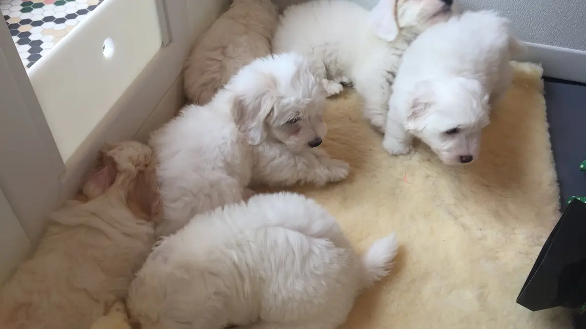 A la recherche du compagnon idéal Mastiff / Coton de Tulear