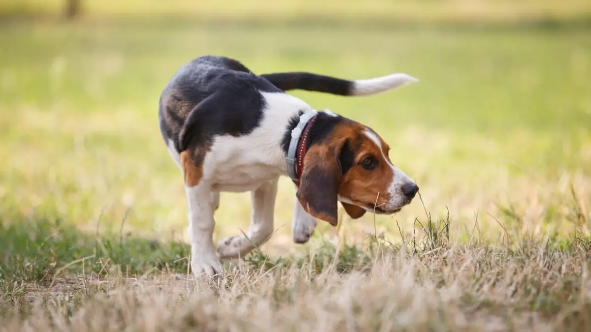A la recherche du compagnon idéal Labrador / Beagle