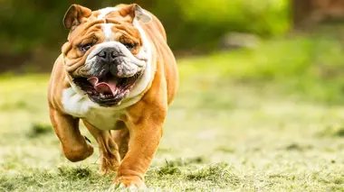 A la recherche du compagnon idéal Boston Terrier / Bulldog