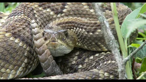 A la recherche du mystérieux serpent