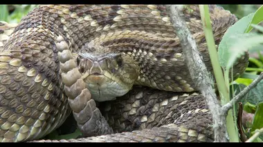 A la recherche du mystérieux serpent E01