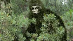 Visuel de Bigfoot