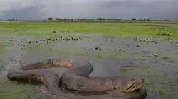 Visuel de A la recherche du serpent géant
