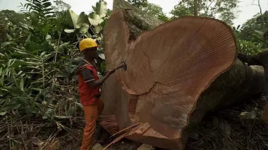 S'associer pour gérer durablement la forêt du Congo