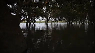 A la reconquête des forêts S01E03 Sundarbans, la forêt nourricière
