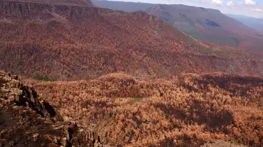 A la reconquête des forêts S01E05 Tasmanie, sauver les derniers géants