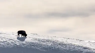 Des terres d'accueil pour les bisons