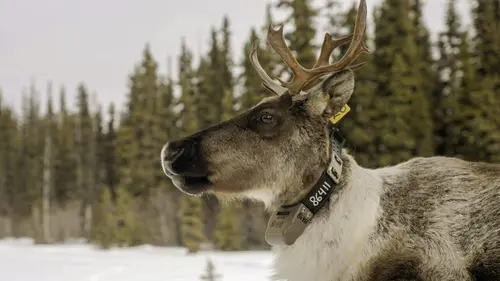 A la reconquête des Rocheuses Une maternité pour caribous