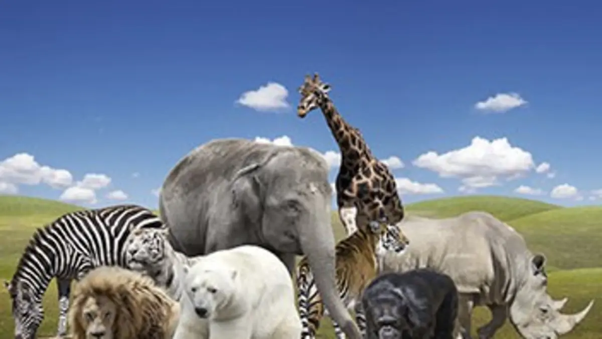 A la rencontre de l'ours noir