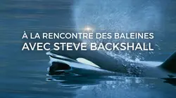 Sur Ushuaïa TV à 21h45 : A la rencontre des baleines avec Steve Backshall