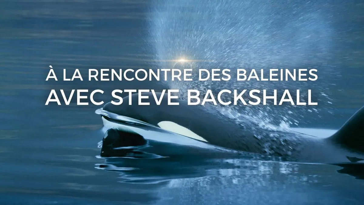 Visuel de A la rencontre des baleines avec Steve Backshall Les chasseresses des océans