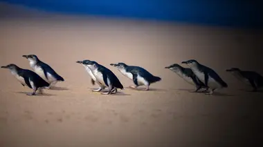 A la rencontre des manchots d'Australie