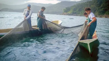 Brésil, les Caiçaras : Les résistants d'Ilhabela