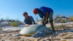 A la rencontre des peuples des mers Australie : les Bardi Jawi