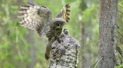 A la rencontre des rapaces