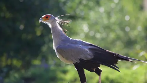 Casting A la rencontre des rapaces Des champions de la survie