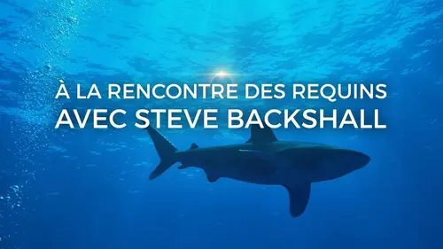 A la rencontre des requins avec Steve Backshall