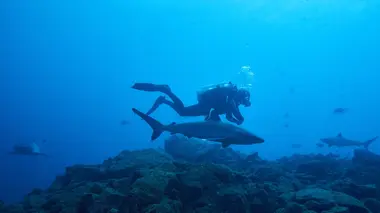 A la rencontre des requins avec Steve Backshall