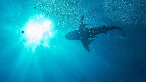 A la rencontre des requins avec Steve Backshall