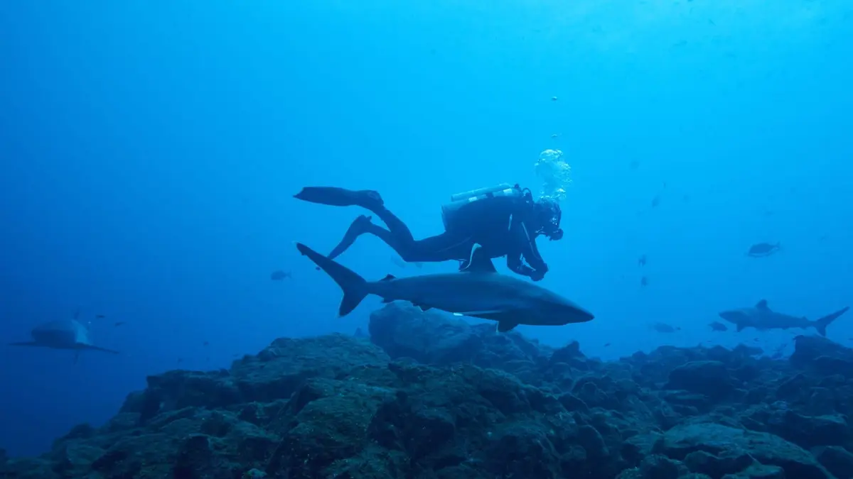 Visuel de A la rencontre des requins avec Steve Backshall Océan Pacifique