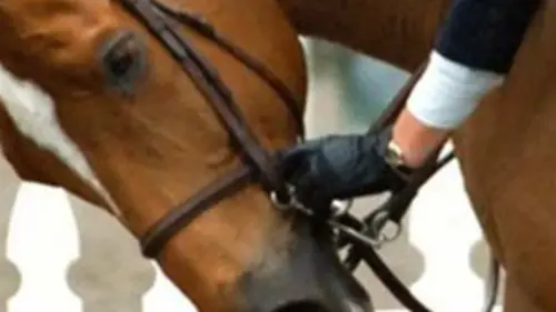 A la rencontre du cheval d'expérience