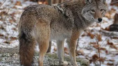 A la rencontre du coyloup