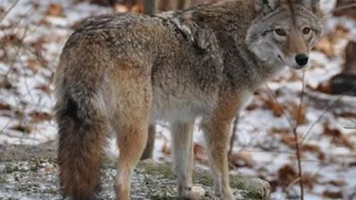 A la rencontre du coyloup