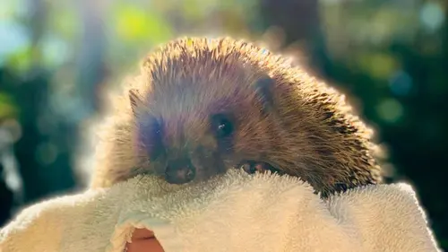 A la rencontre du hérisson