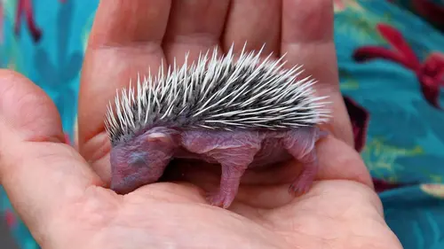 Casting A la rencontre du hérisson